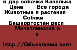 в дар собачка Капелька › Цена ­ 1 - Все города Животные и растения » Собаки   . Башкортостан респ.,Мечетлинский р-н